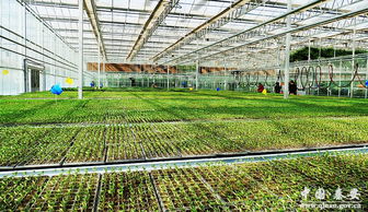 武山县 生物制剂赋能，加速构建蔬菜全产业链新格局