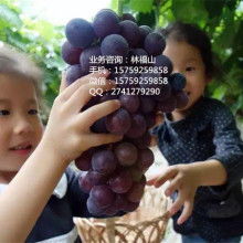 生物制剂 现代医学的革命性突破与未来展望